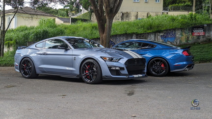 Dupla Ford Mustang Shelby GT500 (2)